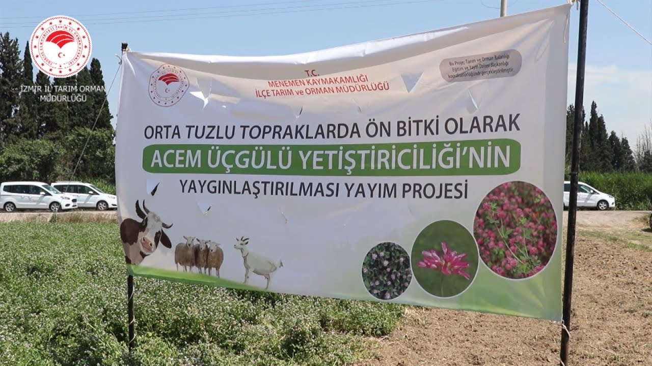 Acem Üçgülü: Orta Tuzlu ve Göllenen Topraklarda Alternatifsiz Bir Yem Bitkisi