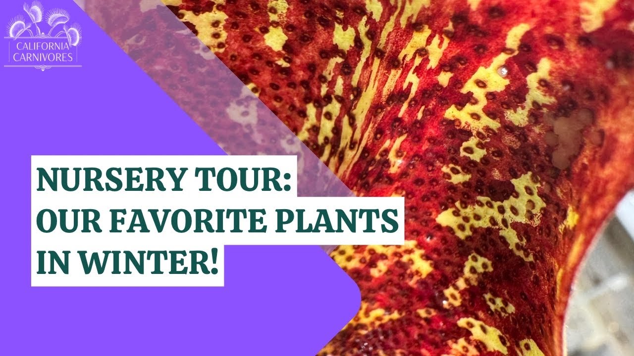 Tour of California Carnivores in Winter
