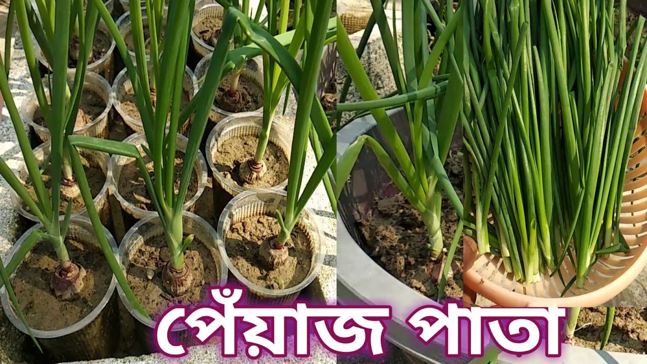 পেঁয়াজ পাতা চাষ। পেঁয়াজ চাষ টবে। Grow Onion leaves। Grow Onion।
