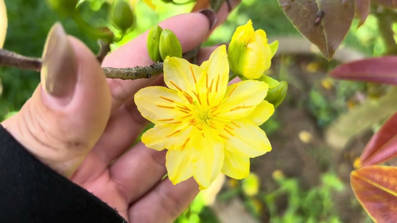 Gl ca nha cay mai hoa trắng diem vang cay rin ms 01 giá 1,5 triệu (Ngà 0345052677)