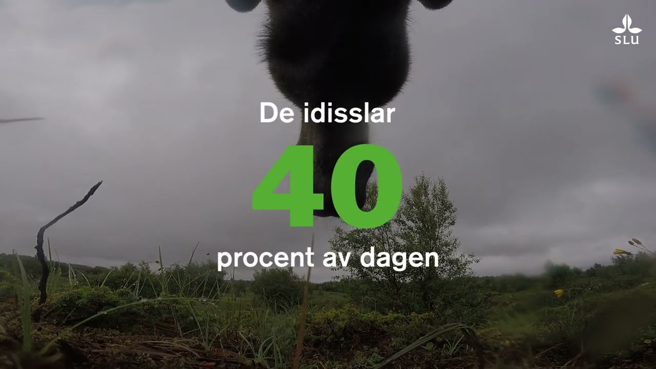 Älgarnas egna bilder avslöjar deras smarta matvanor