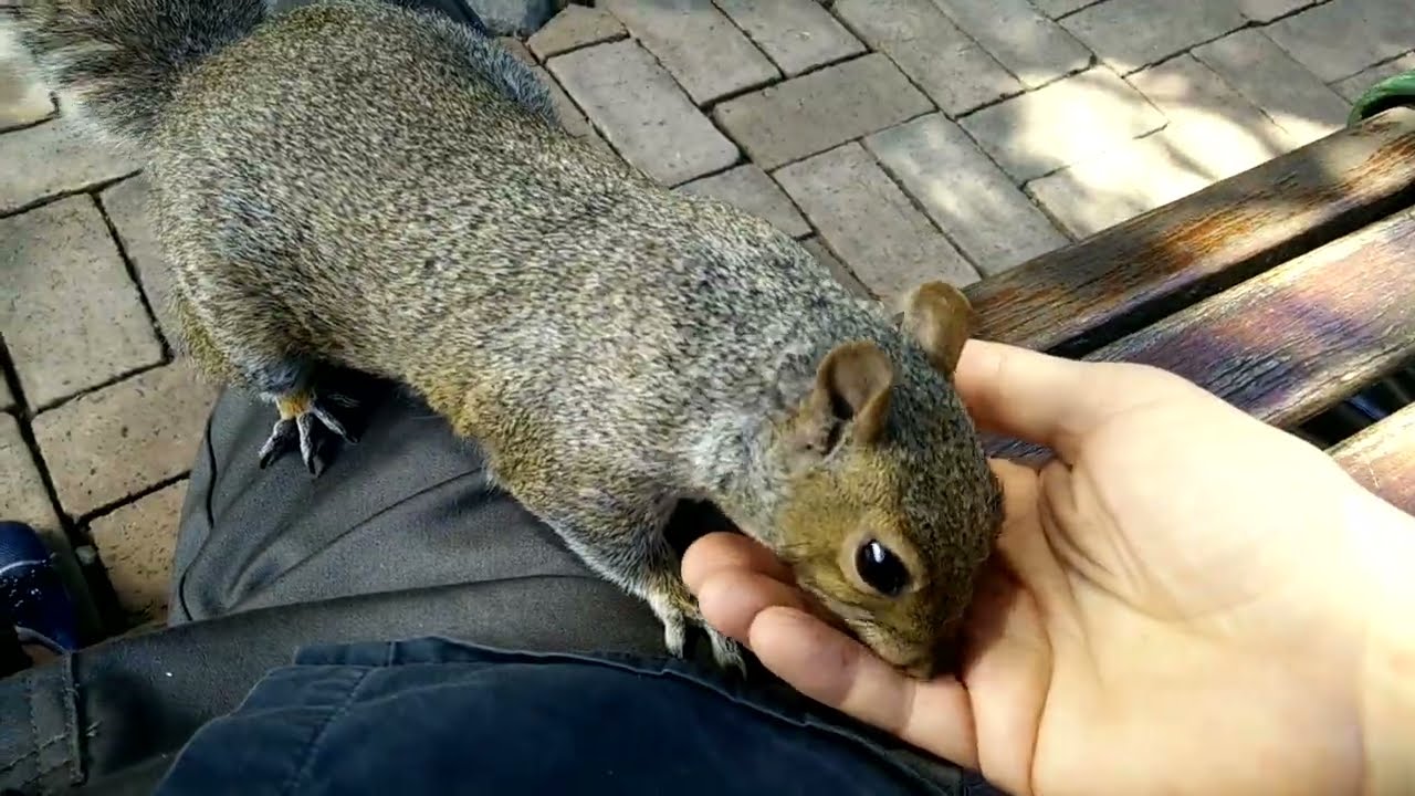 Arthur, das Hörnchen