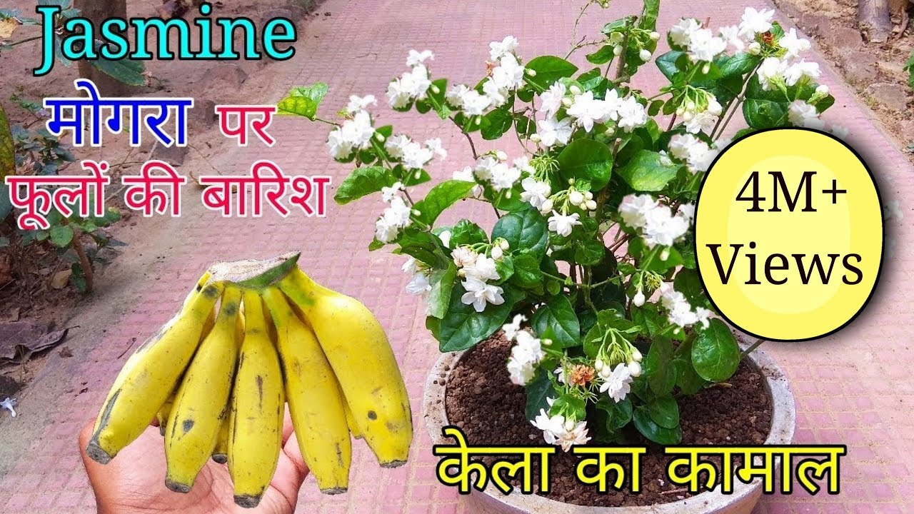 How to grow Mogra plant in Pot | Grow Jasmine Complete Guide