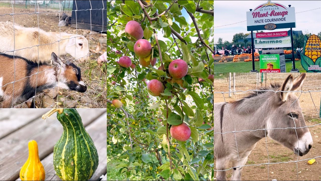 Cueillette de pomme 🍎 Ferme Mont-Rouge - l’automne au Québec خرجة للمزرعة  🚜
