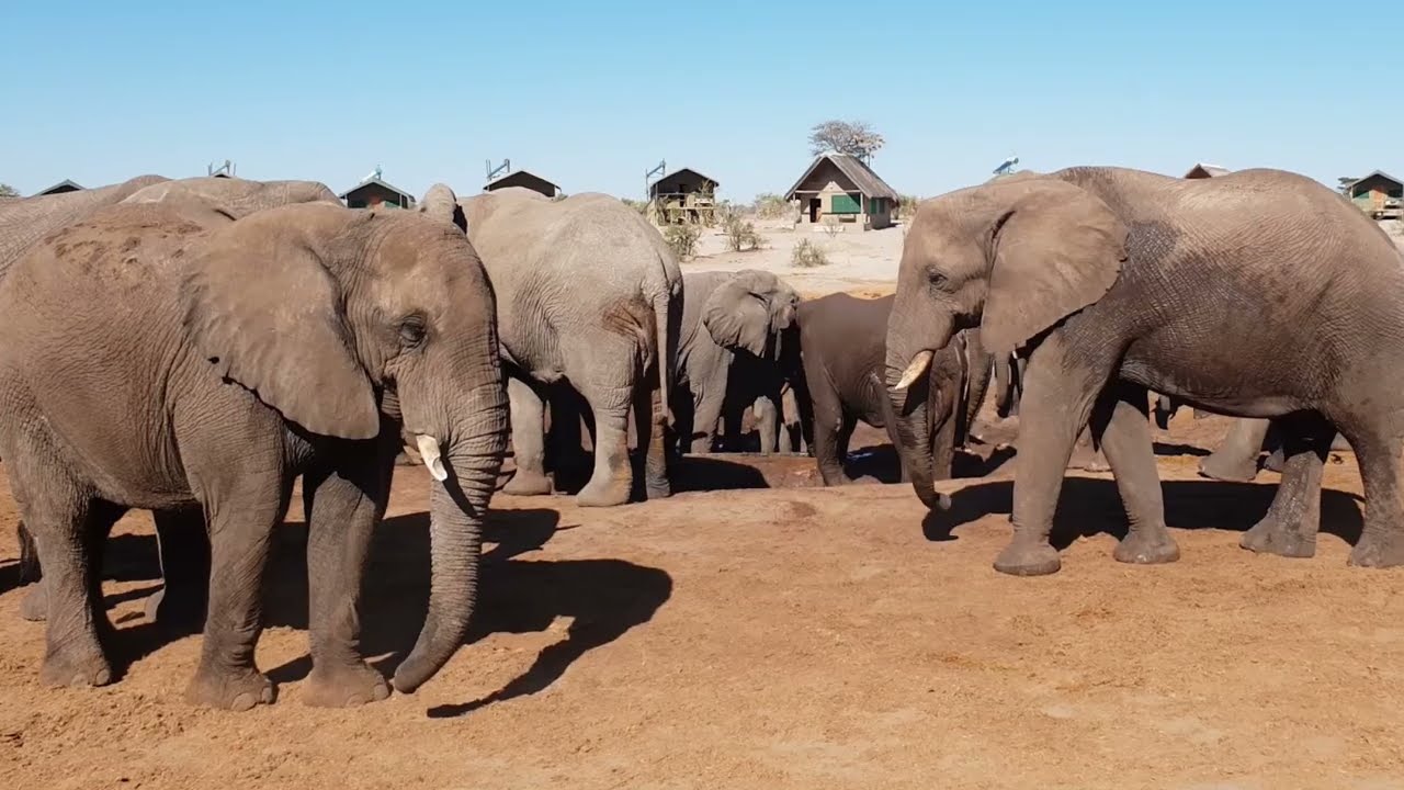 725 Elephant Sands Botswana - Cecile Perold