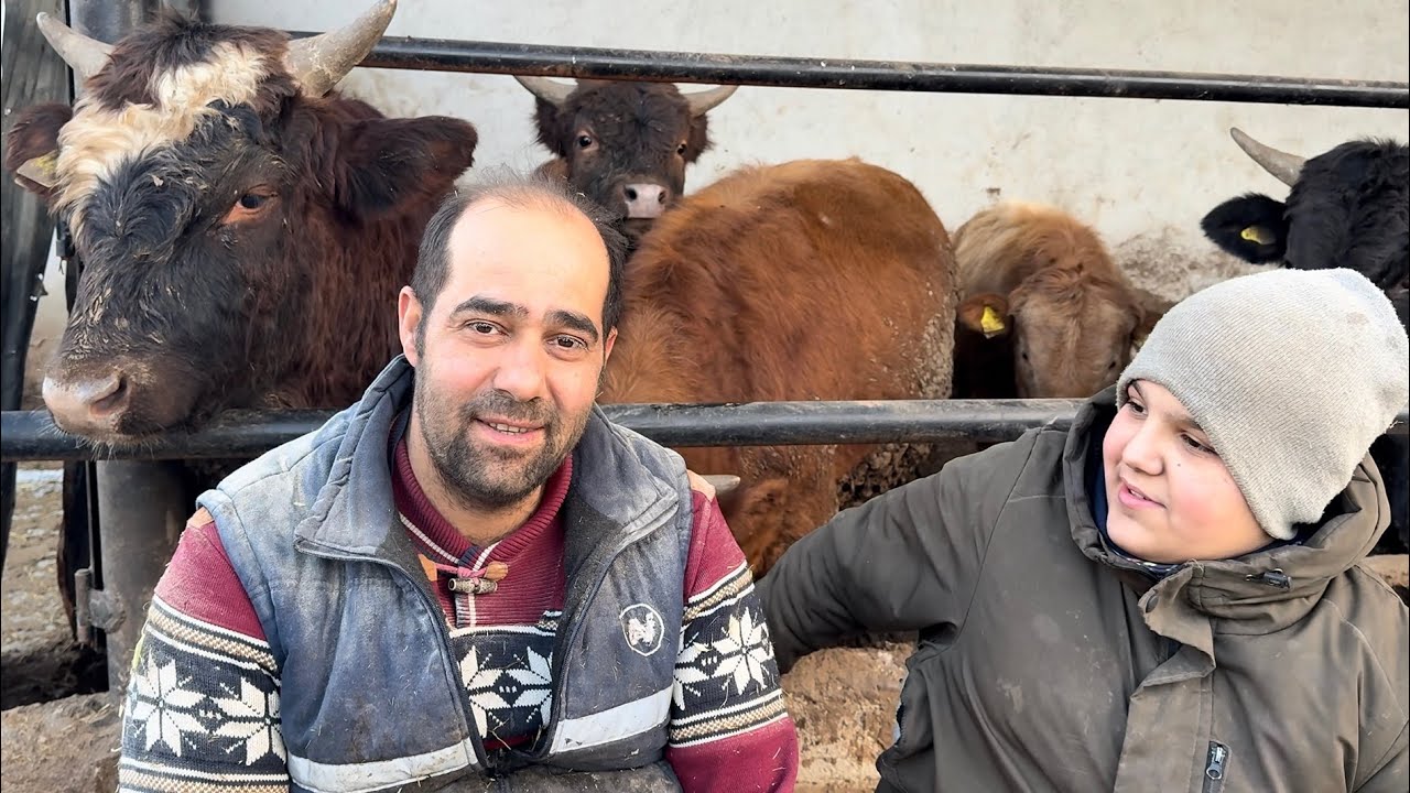 BUZAĞILARI SÜTTEN KESİYORUZ HAYVANLARI YEMLİYORUZ@ÜRETİCİRAHMİKONKUR 