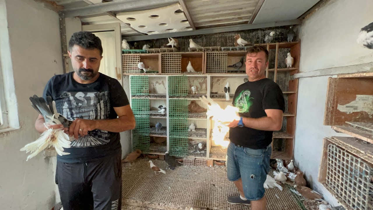 KANAT BALON BUHARA HÜNKÂRİ OMSKİ ROSTOV KARAKUYRUK VE MÜLEMANS MUSTAFA SALİFOĞLU KÜMESLERİ