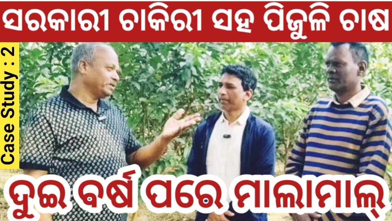 Thai Seven Guava Farming with Government Job in Odisha | Successful Commercial Organic Guava Farming
