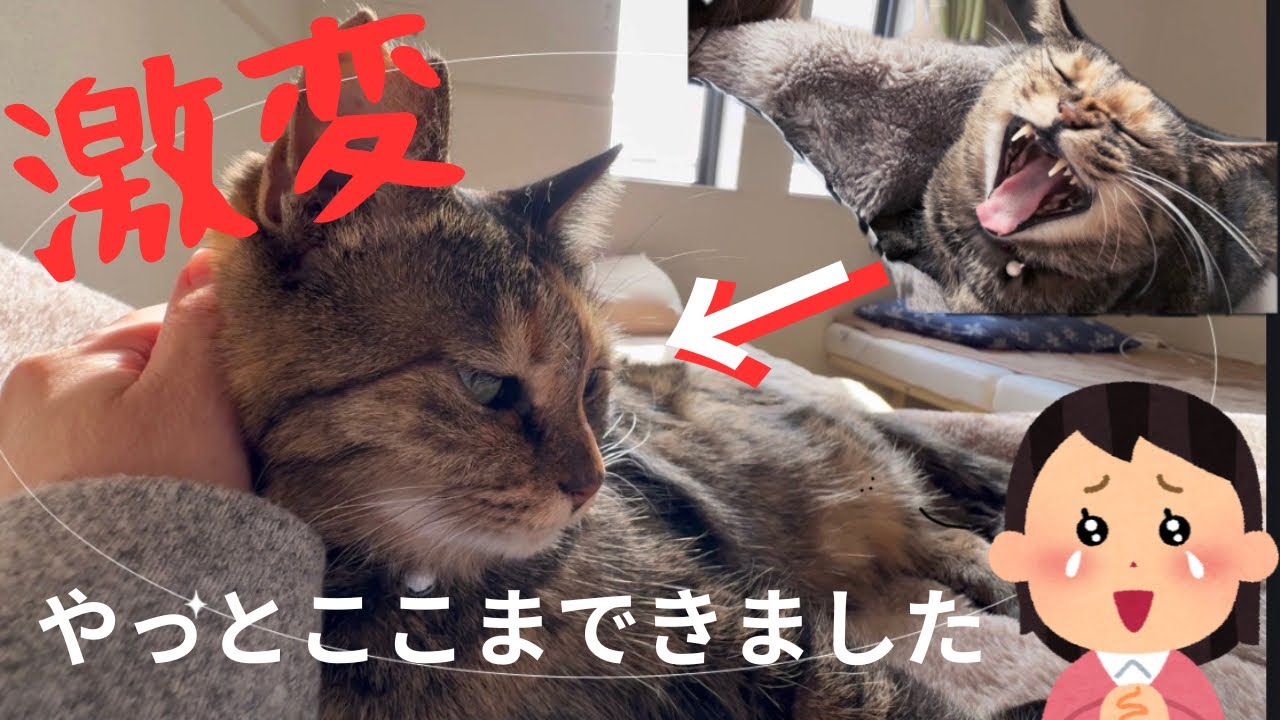【感激】あんなにやさぐれてたアラレちゃんが… …
