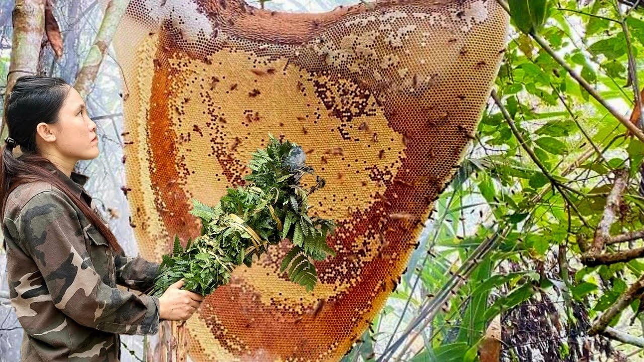 a dish from nature. exploiting wild beehives and cooking.