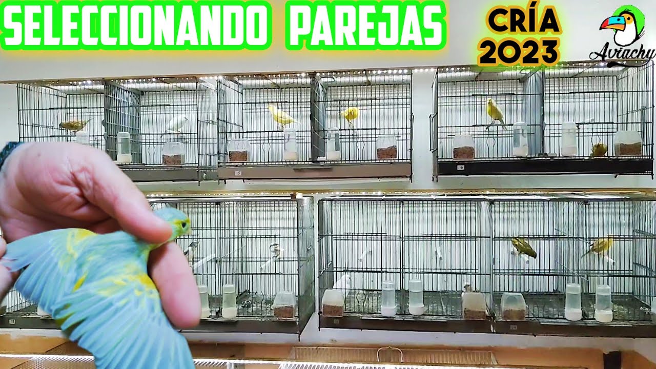 Formando parejas para la cría en el Aviario de mi padre
