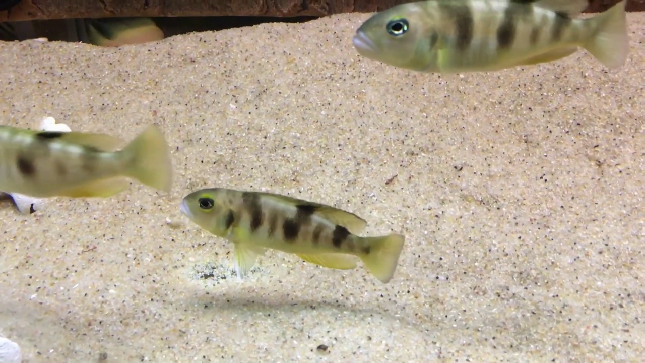 Lepidiolamprologus boulengeri Kigoma WC males agressivness - PISCES