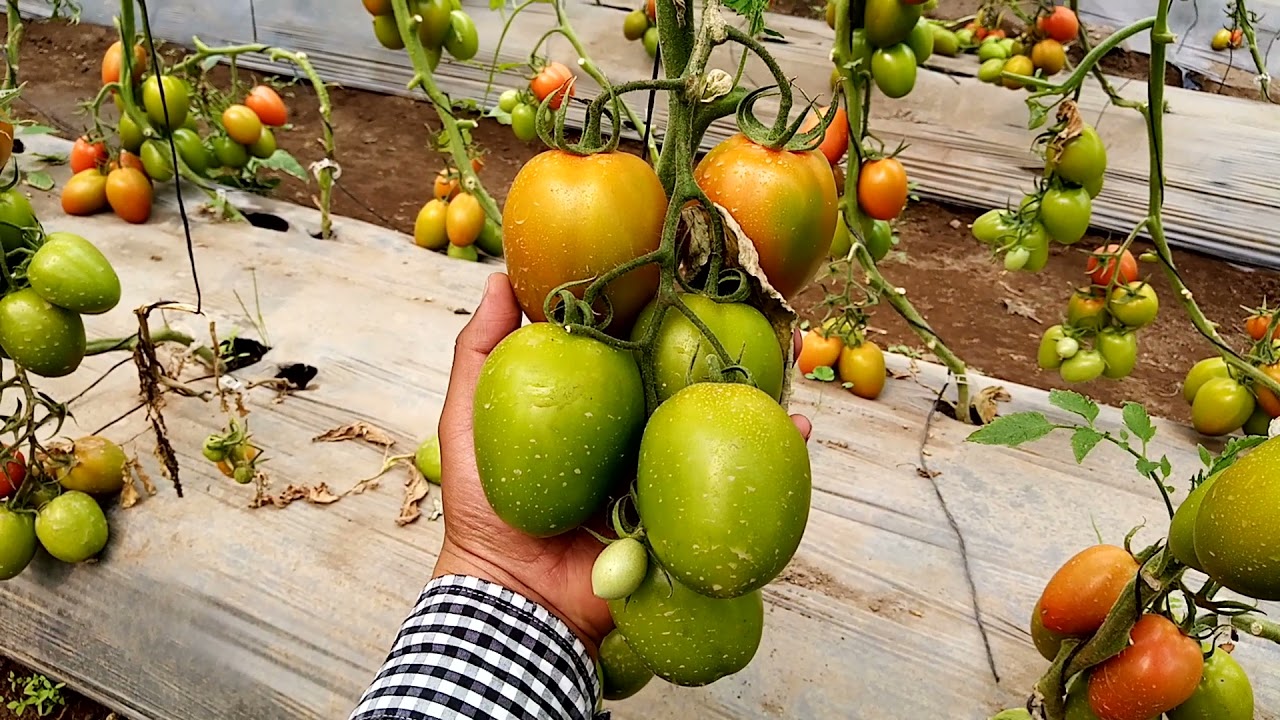 Jitomate variedad Cid en condiciones de invernadero #polinizacion #Soluciónnutritiva #steiner