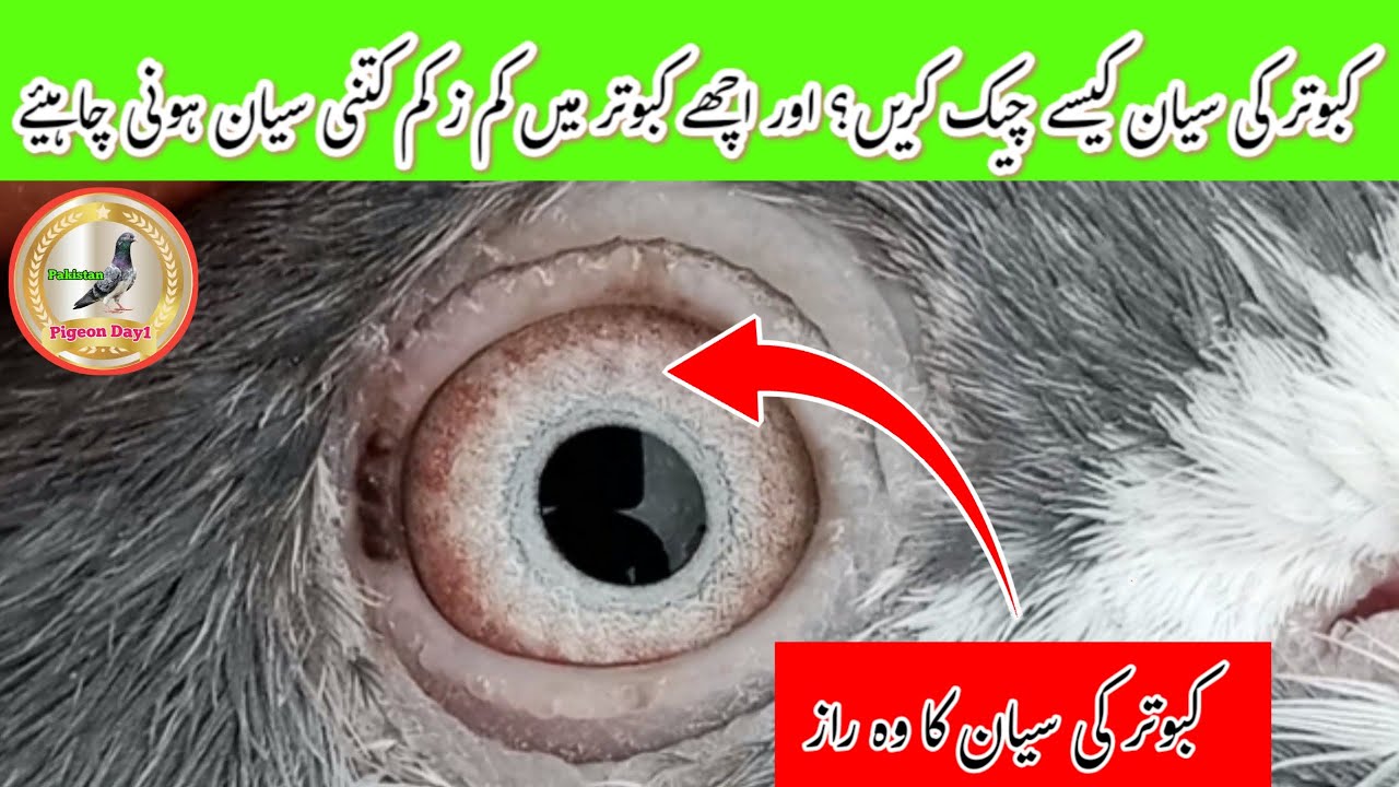 Best High Flyer Kabootar Ki Eyes | Pigeon Day1