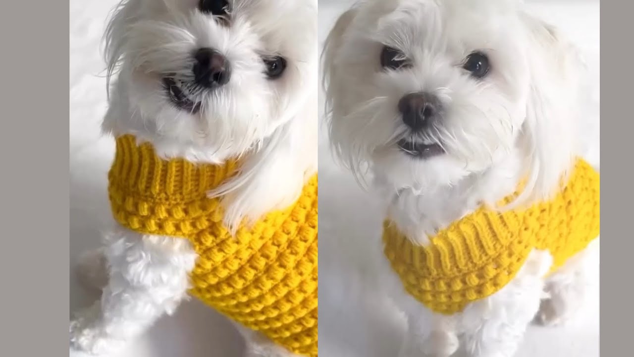 ROUPA DE  CROCHET PARA  PETS -ADAPTÁVEL PARA TODOS OS TAMANHOS de #cachorro #dog