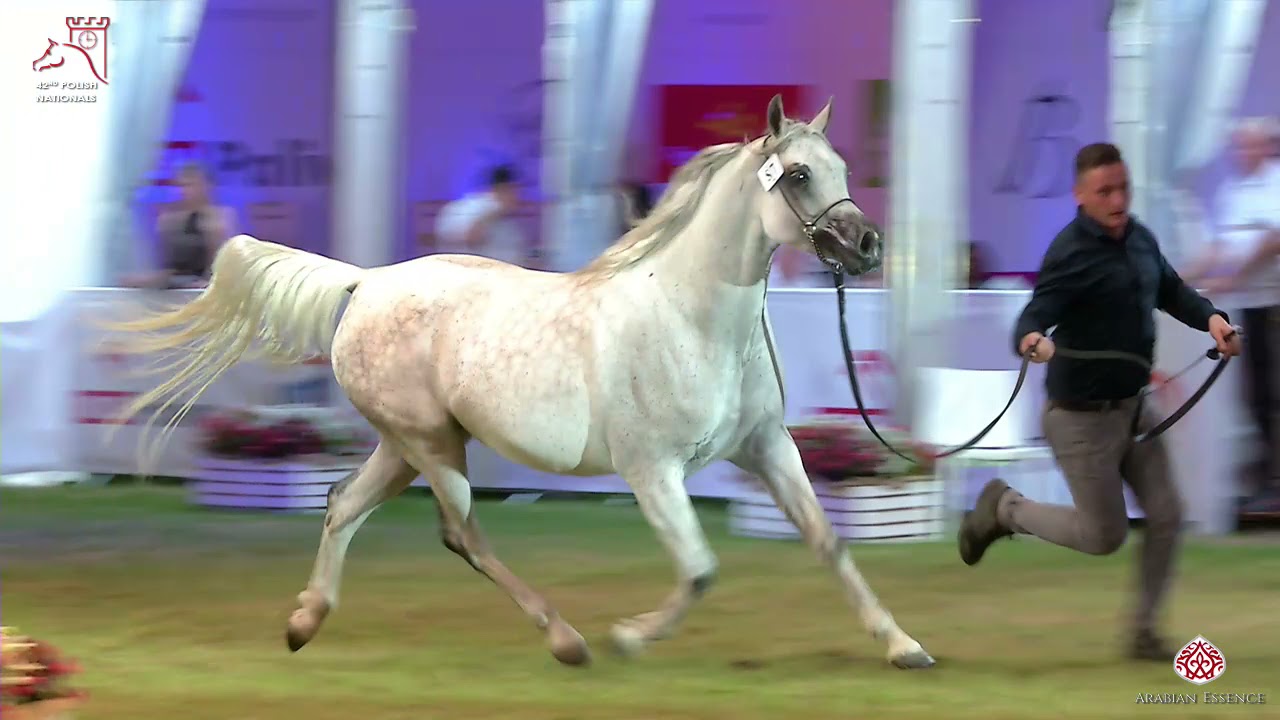 Pride of Poland - Summer Sale 2020 - Lots Presentation