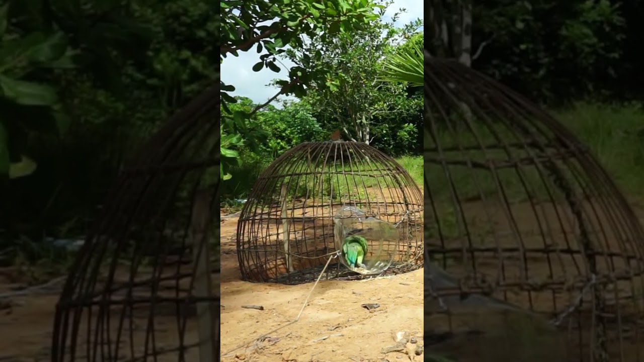 Unique Quick Parrot Trapping / Catching Parrot By Trap