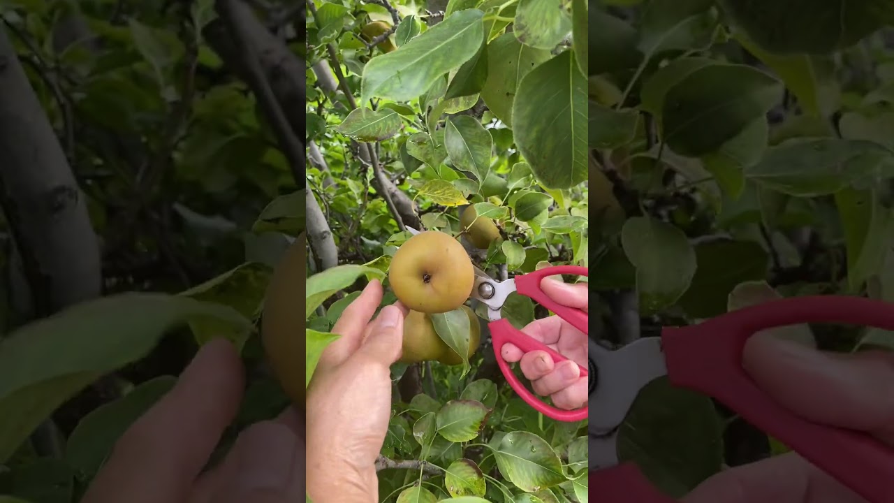 Harvesting pears #organic #squashplantation #organicfarming