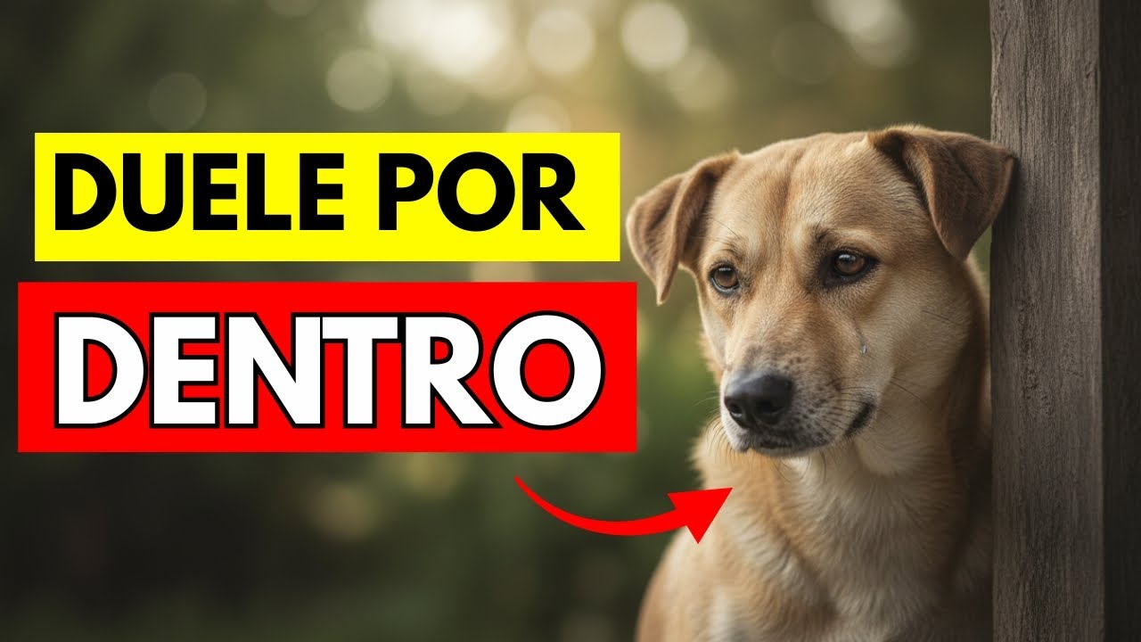 13 Cosas Cotidianas que Destrozan a tu Perro SILENCIOSAMENTE (y tú ni lo notas)