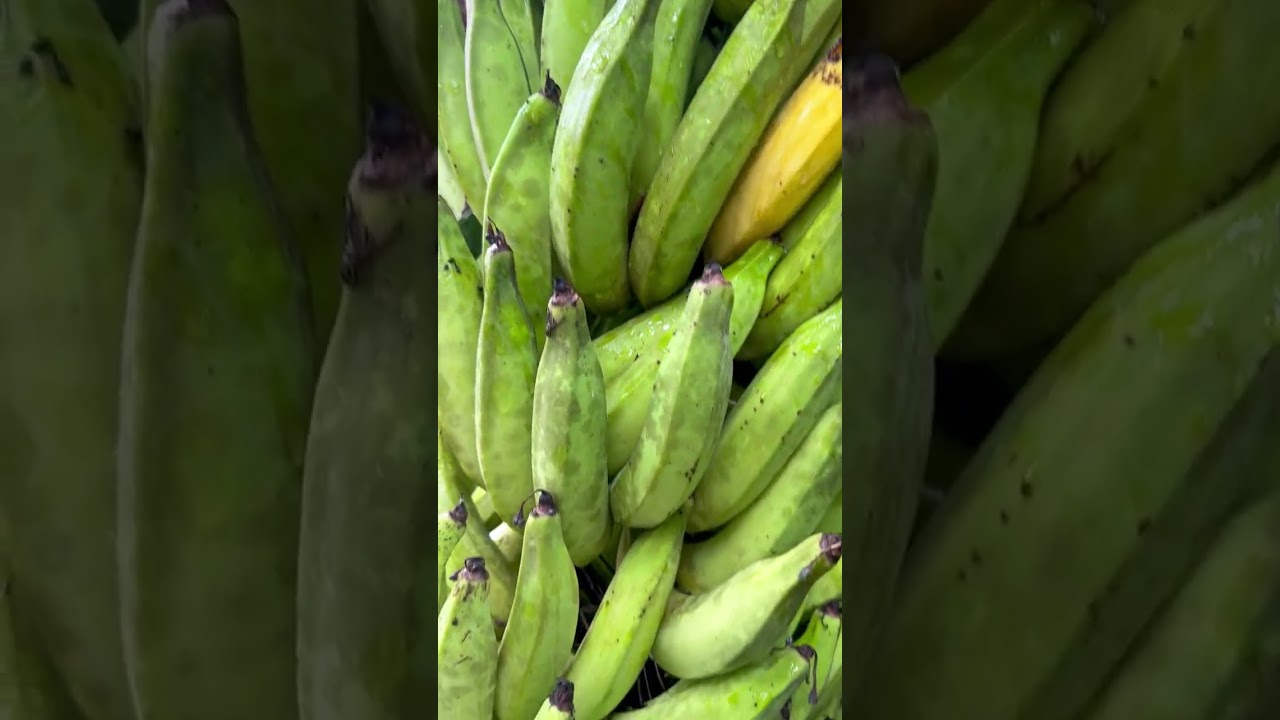 Cosechando un racimo de plátano verde 