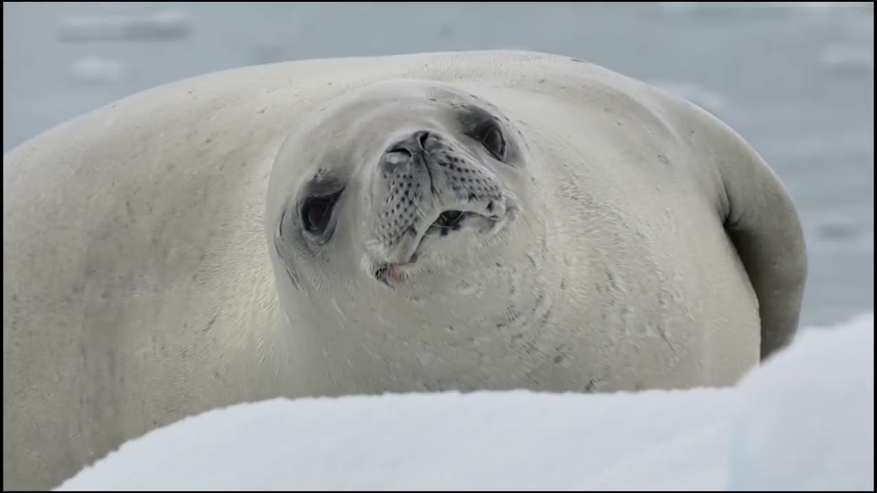 Kayaking in Antarctica