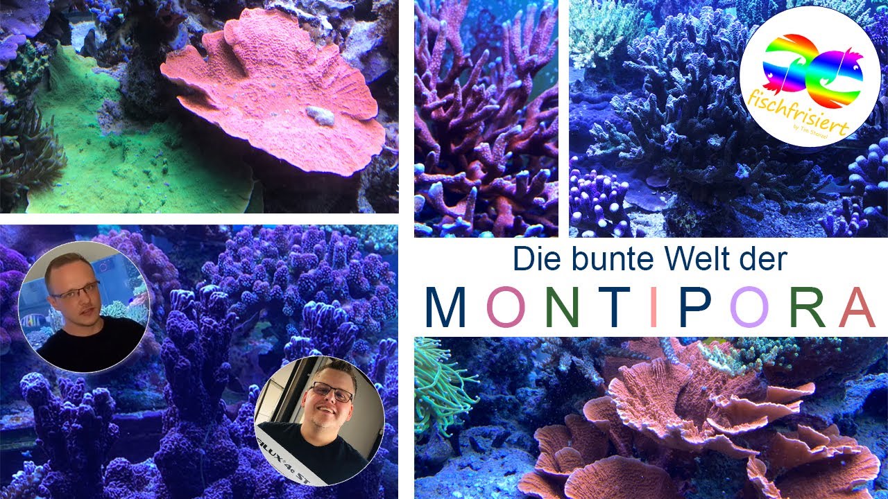 Die bunte Welt der Montipora Korallen - Fischfrisiert in der Korallenfarm