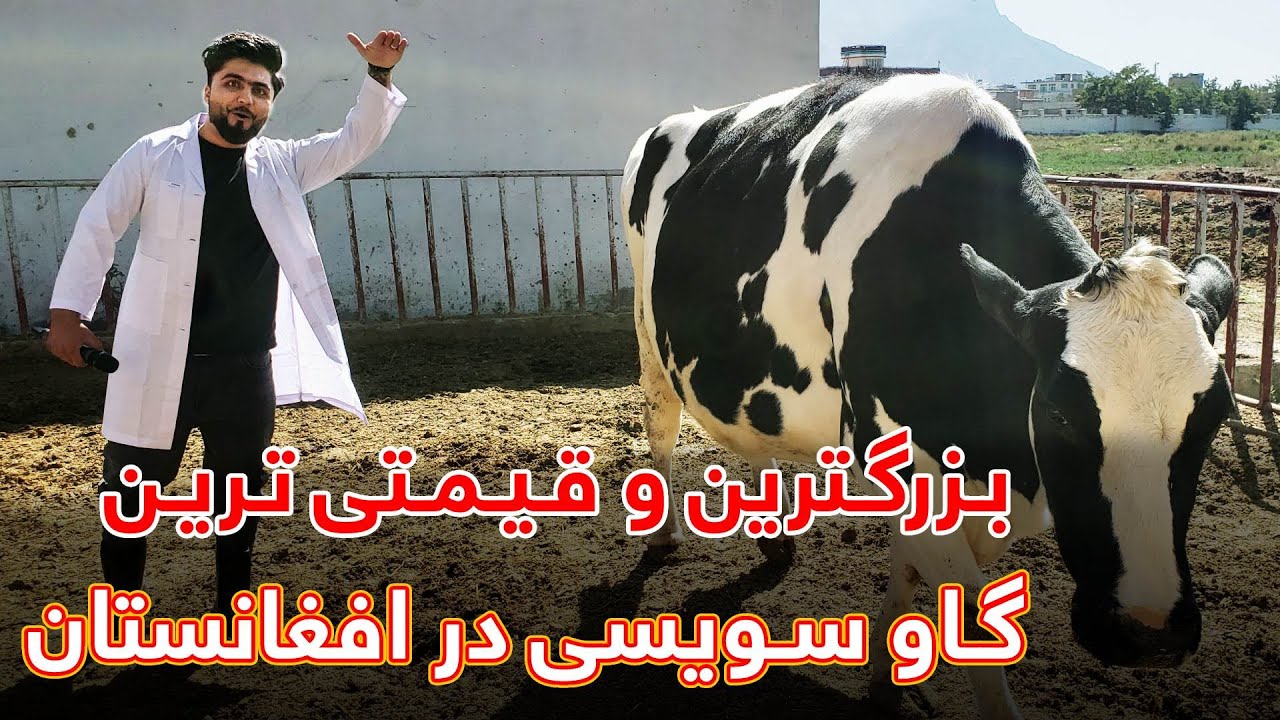 قیمتی ترین گاوی که دیده اید چند لگ افغاانی بوده؟ | این گاو ها از قیمت یک موتر بلند تر است!