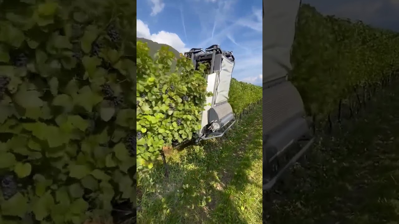 Geier harvester efficiently harvesting in minimal pruning vineyard 🍇 @geier.official #thewinecrate