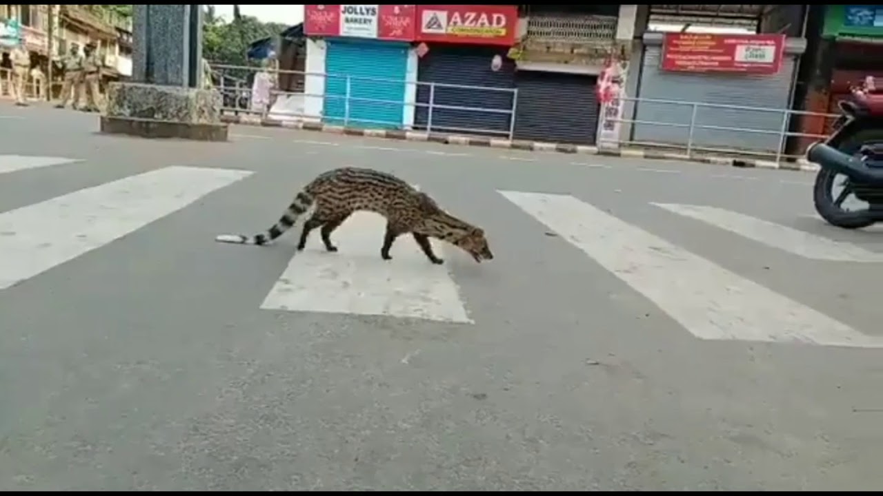 Spotted Malabar civet... A critically endangered mammal not seen until 1990 resurfaces for the first