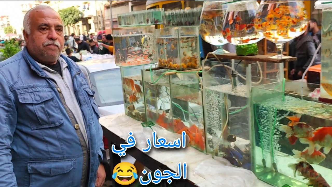 سوق الجمعه في اسكندريه اسعار احواض السمك