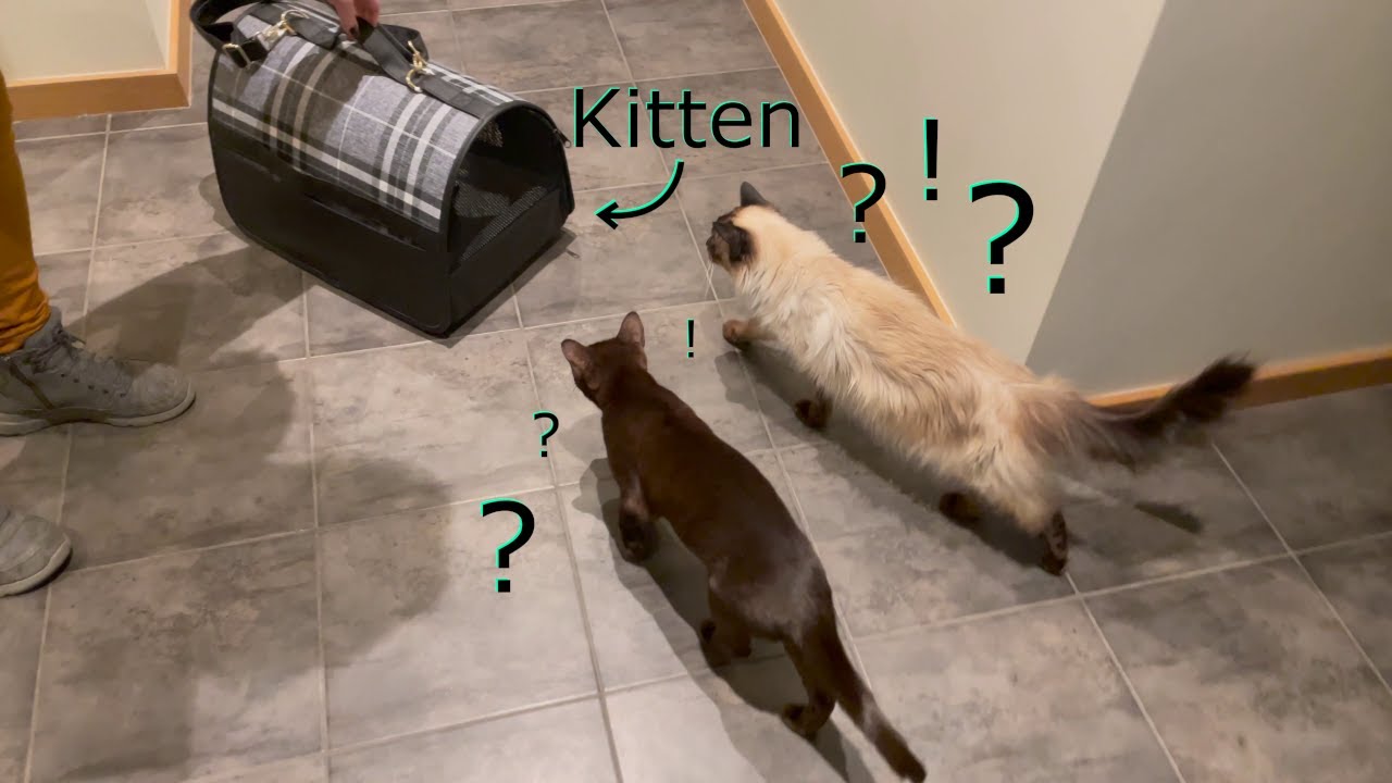 Cat in new home. How Balinese and Burmese cats accept new cat