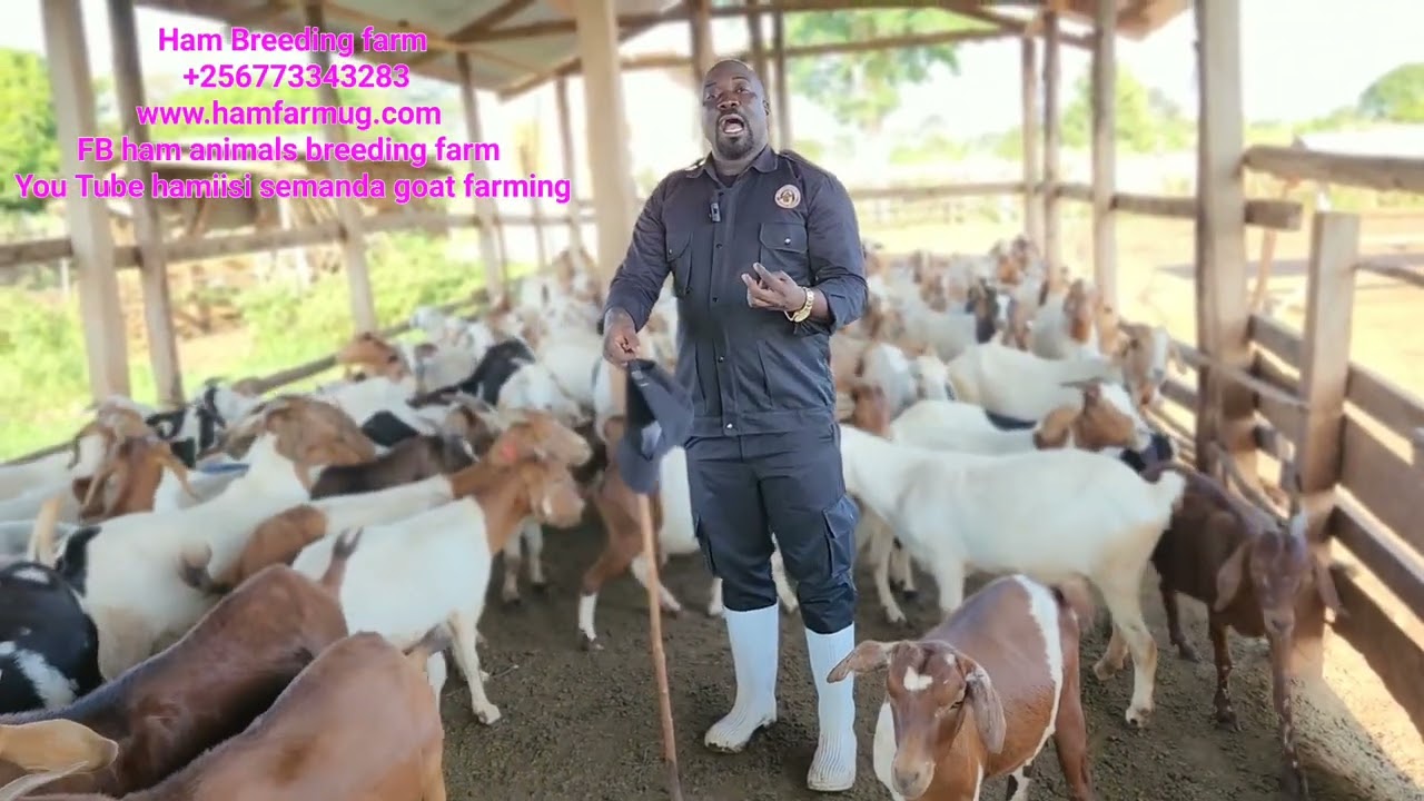 Possible couses Diarrhea in goats ( what u must know )