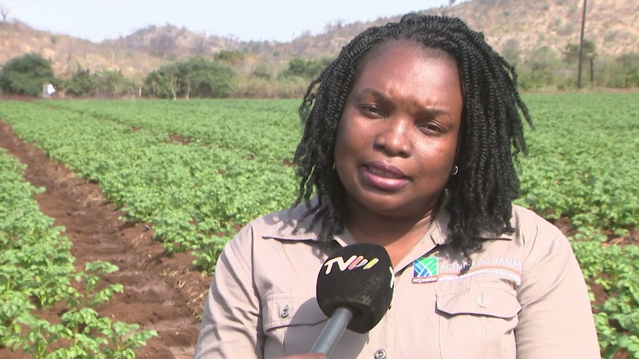 Agência do Zambeze massifica produção de batata reno na Província de Tete