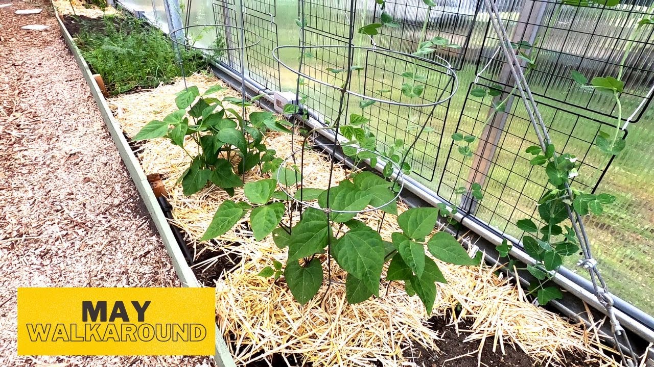 E86 Tiny Home in a Greenhouse | An explosion of growth outside and inside the greenhouse