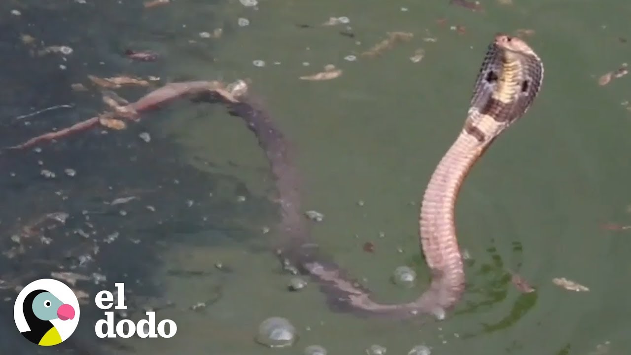 Este hombre arriesga su vida para salvar a este animal inusual | El Dodo