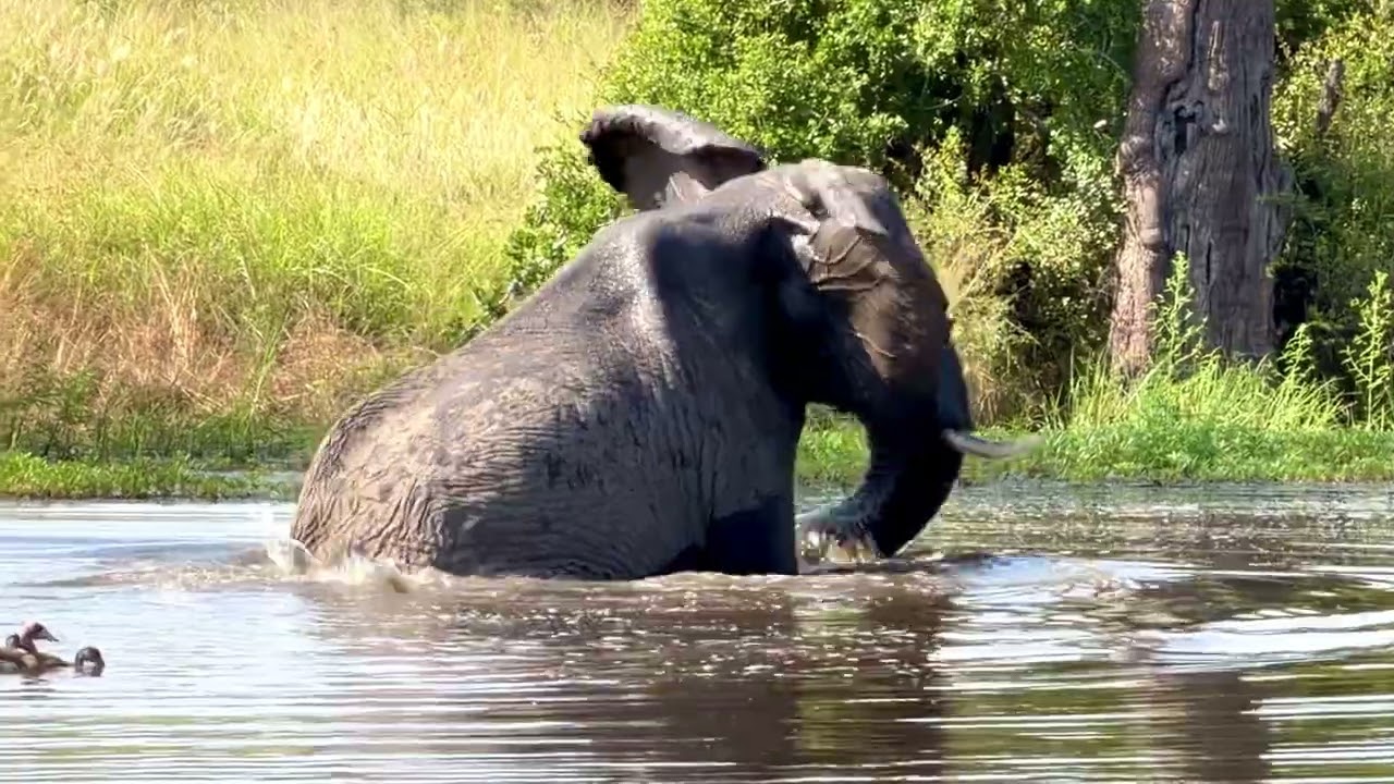 Nothing beats having a bath in the morning 🐘🛁