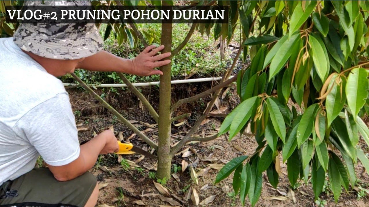 Vlog#2 Pruning Atau Pangkas Pohon Durian