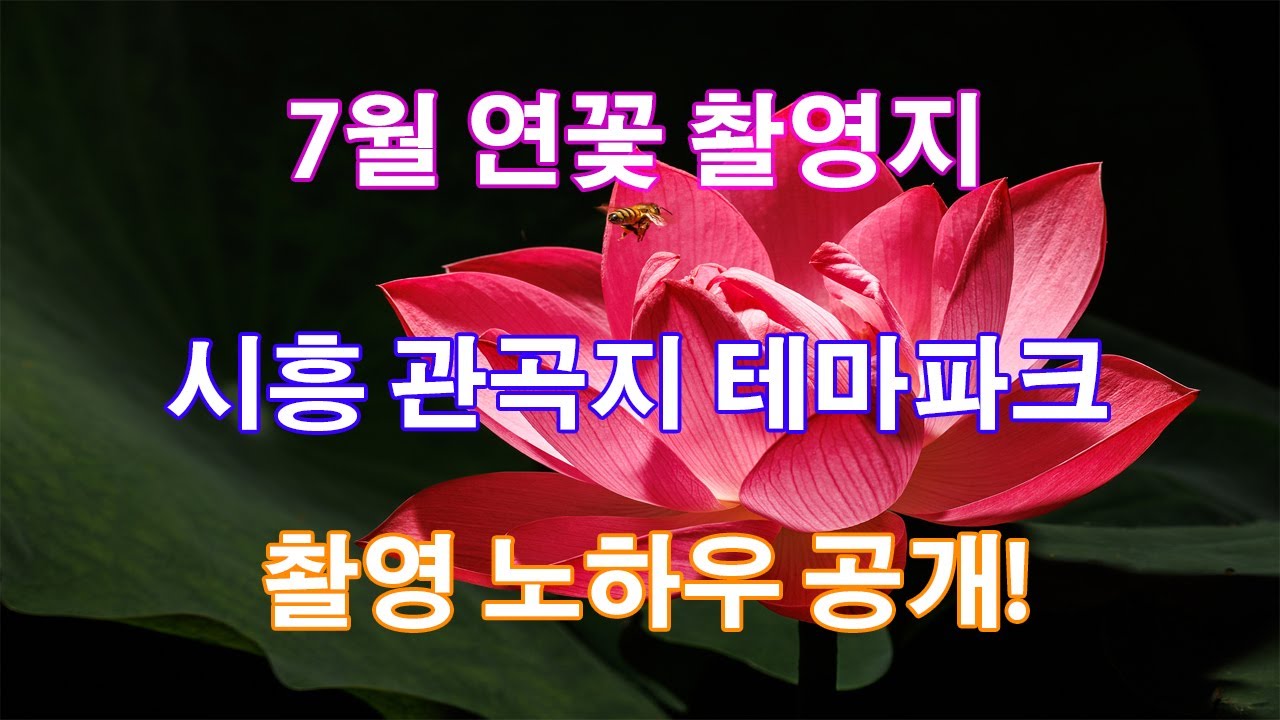 7월 연꽃 촬영지(시흥 관곡지 테마파크) 촬영 노하우 공개!
