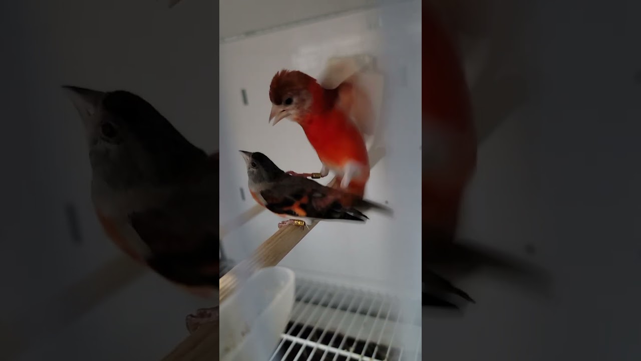 Tarin duplo diluido cruzando f&ecirc;mea ancestral. 🇺🇲