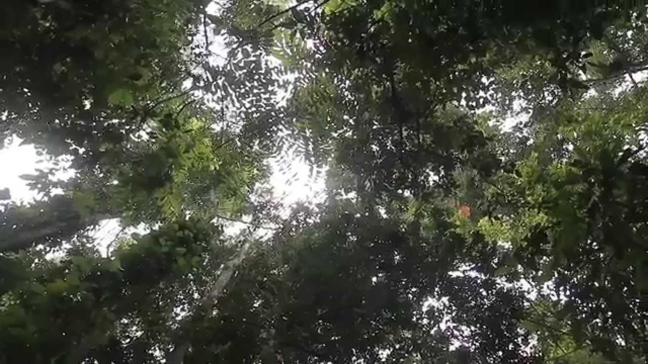 Borneo Eco Tours Rainforest and Wildlife