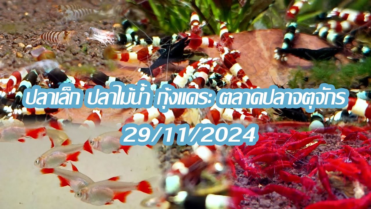 ปลาเล็ก ปลาไม้น้ำ กุ้งแคระ ตลาดปลาจตุจักร 29/11/2024