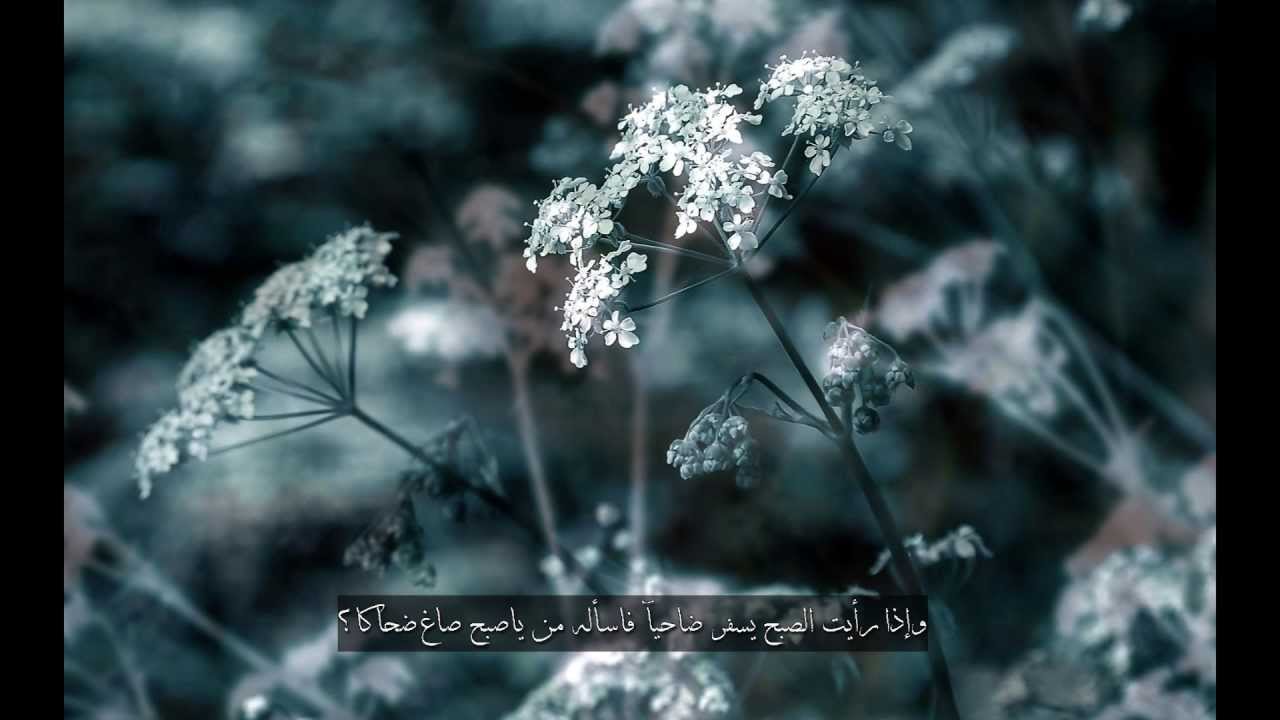 لله في الافاق ايات | عمار العبيدي | 2016