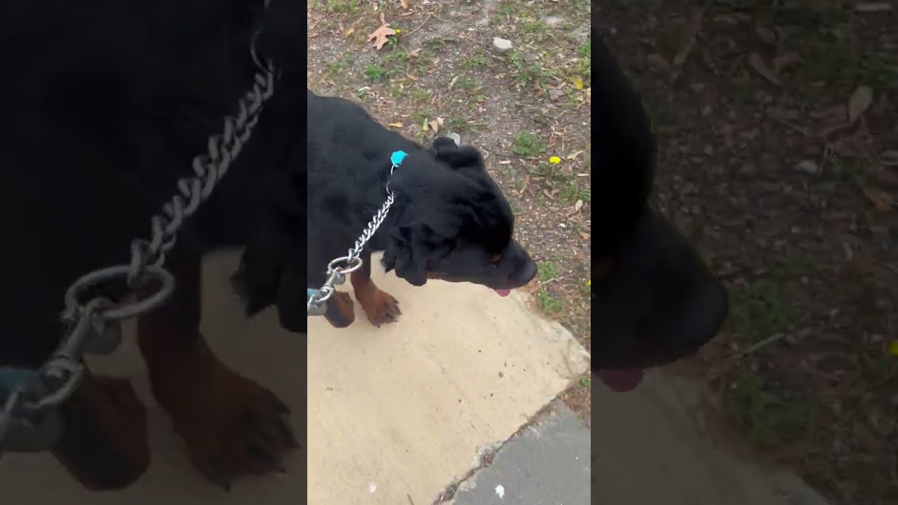 Focus On What’s In Front Of You (All Or Nothing Kennels)