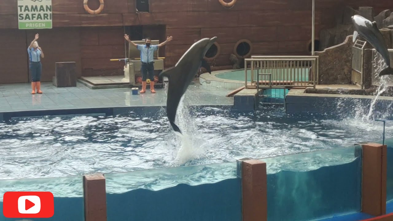 Dolphin show...!!! ditaman safari II Prigen Pasuruan