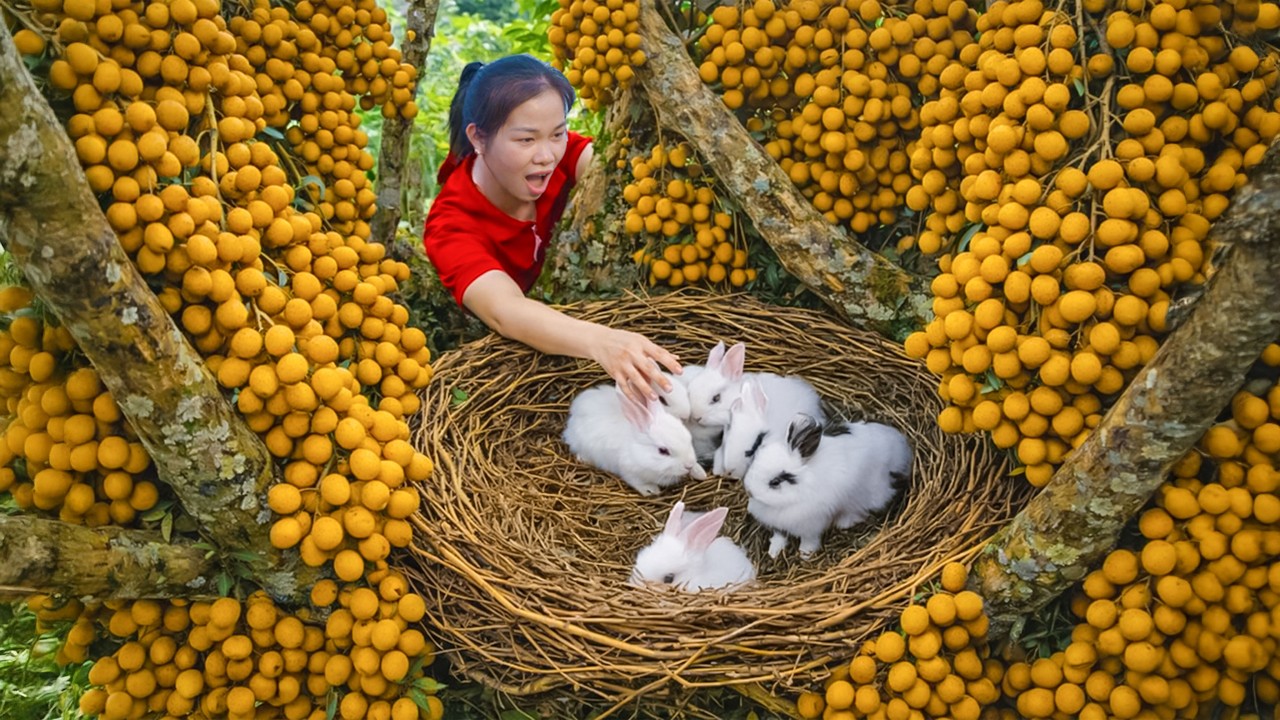 Harvesting Many Longans To Sell At The Rural Market And Rescuing Baby Rabbits | Brave Country Girl