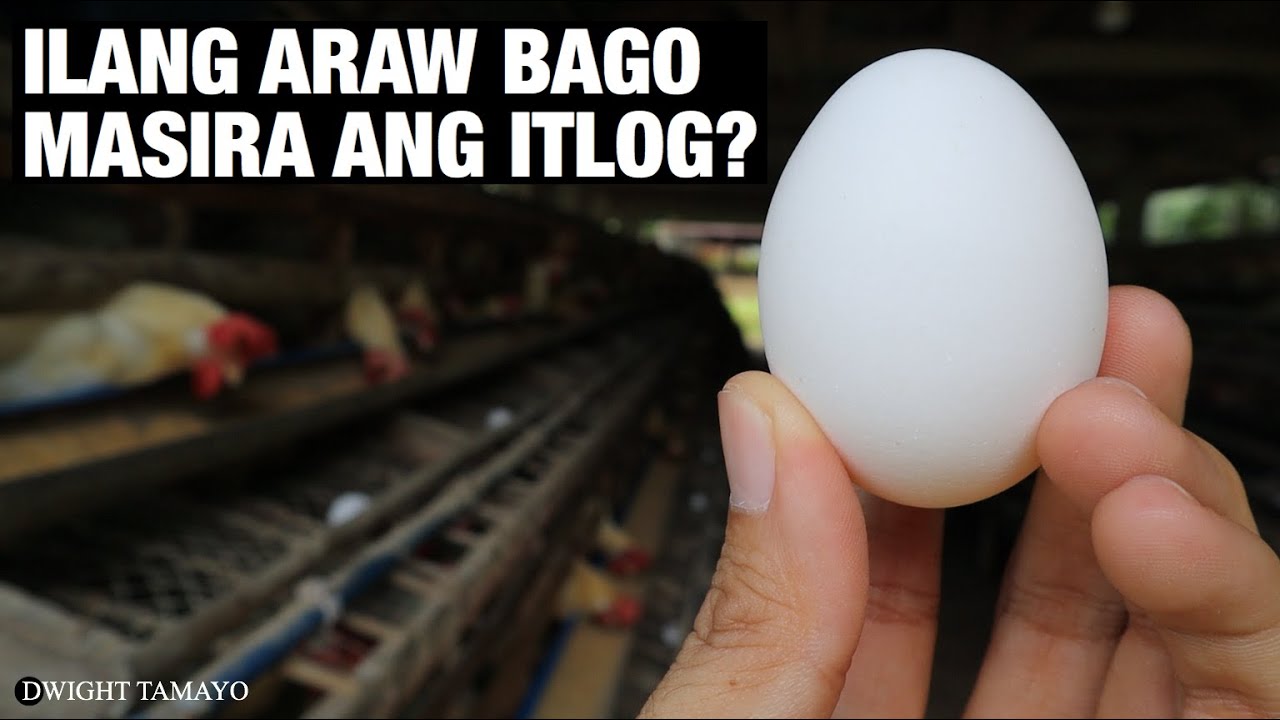 ILANG ARAW BAGO MASIRA ANG ITLOG?