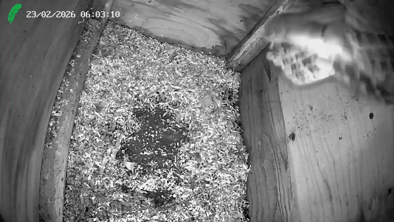 Will the Tawny Owl nest?
