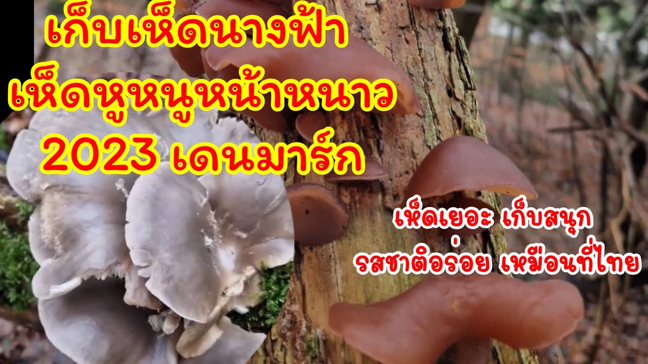 เก็บเห็ดนางฟ้า เห็ดหูหนู ตามป่าธรรมชาติที่เดนมาร์ก เห็ดเยอะ เก็บสนุก รสชาติอร่อย