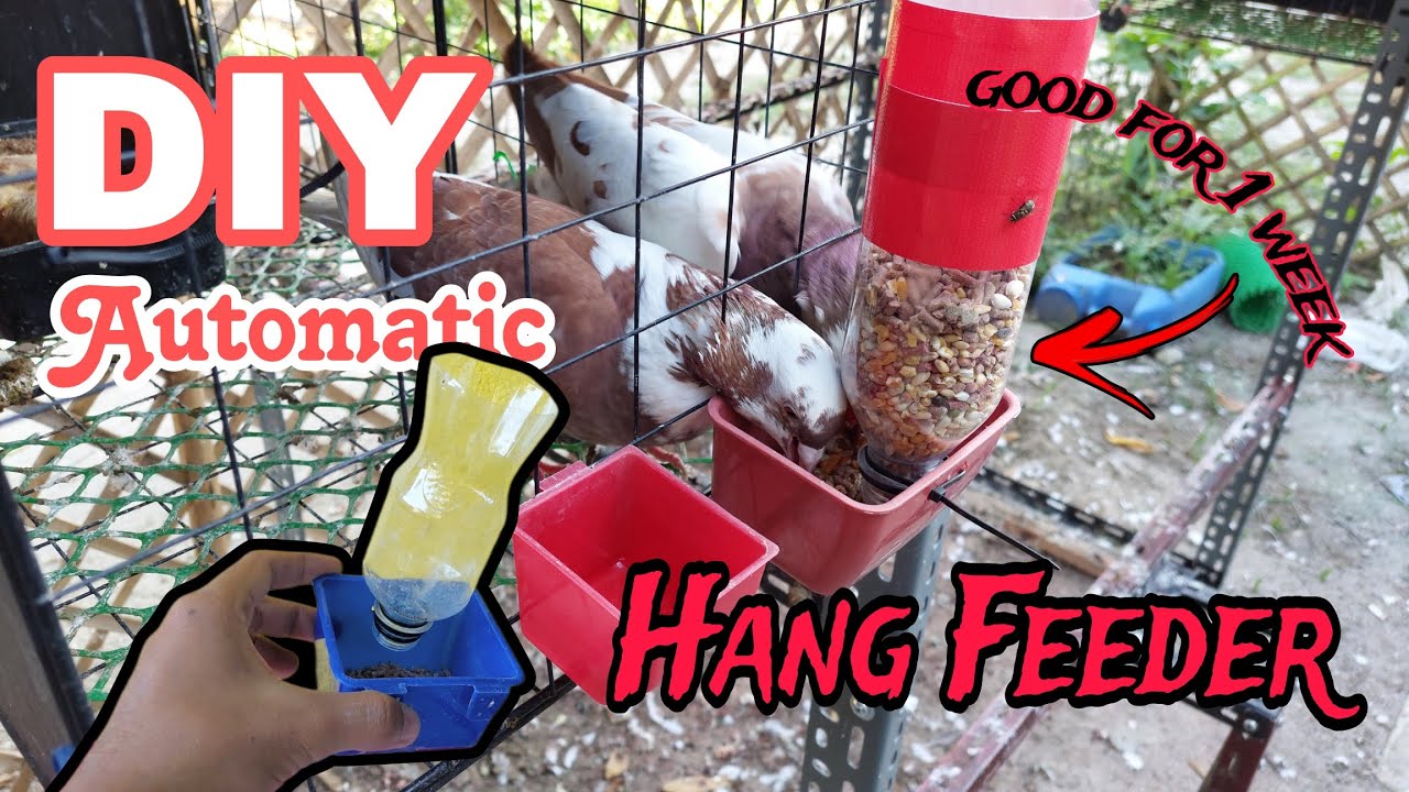 DIY automatic Feeder Cup para sa unli Chibog ng mga Kalapate - 2nd flight paNorte Baby Distance