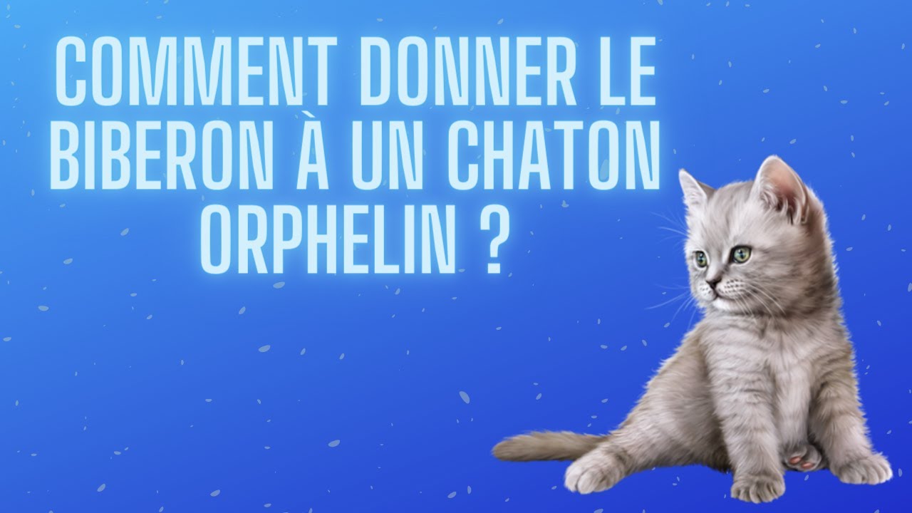 Comment donner le biberon à un chaton orphelin
